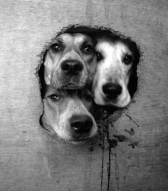 The Illusion of the Clean Conscience: Mammalian Ethics, Corporate Ego, and the Vanity of Modern Testing
